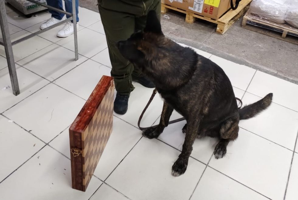 El can antidroga y el tablero de ajedrez donde estaba camuflada la cocaína.