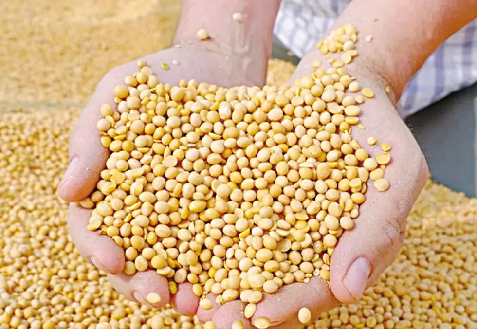 PRODUCTO. Una de las variedades de la semilla de soya que se produce en el oriente boliviano.