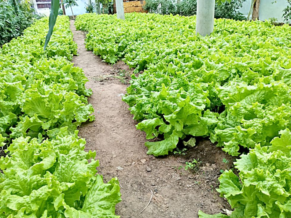 SUCRE. Plantación de lechuga en un huerto urbano de productos agroecológicos en el Distrito 3.