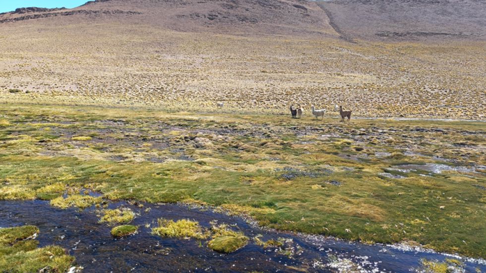 Llamas pasteando en el bofedal.