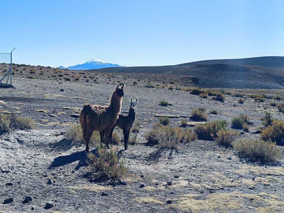 Urutuncu guardián de bofedales