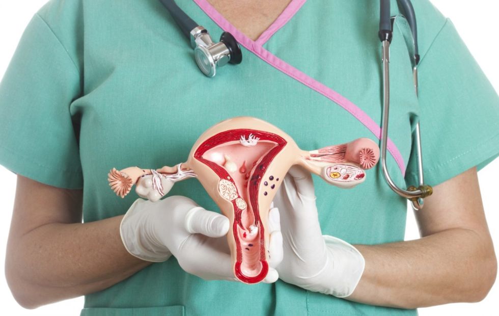 El cuello uterino y los órganos reproductores femeninos