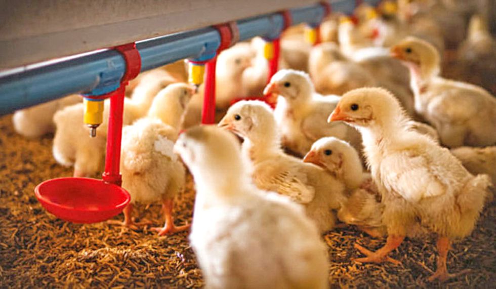 ESCASEZ. Se advierte un encarecimiento de la carne de pollo en los mercados del país.