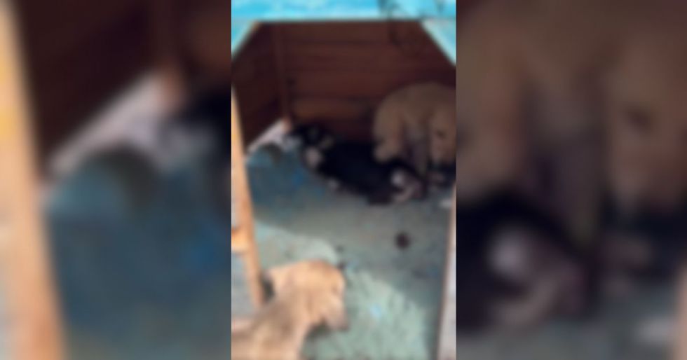 La polémica surgió a raíz de un video que muestra el interior del Cemzoo, donde se observa el cuerpo en descomposición de un cachorro.
