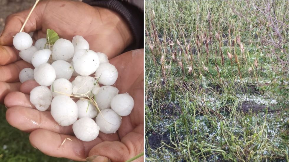 La tormenta de granizo de grandes dimensiones dañó la producción de decenas de familias.
