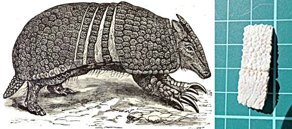 ESTUDIO. Una especie de la megafauna. 