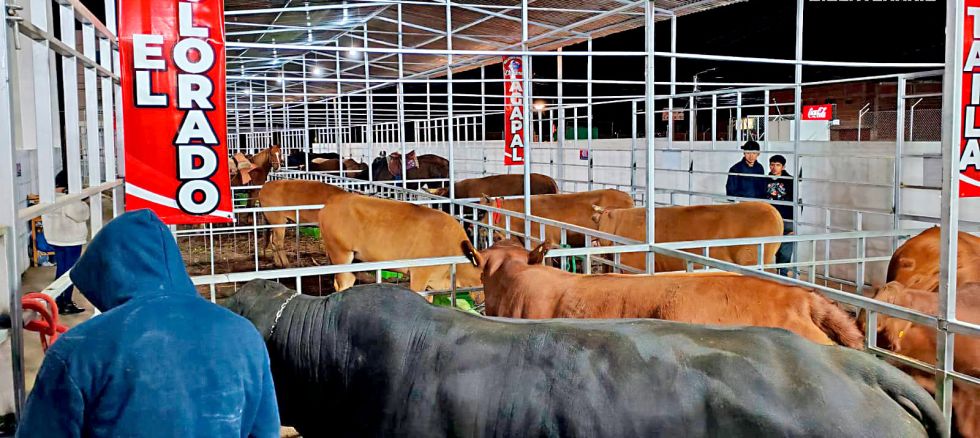FERIA. La Gobernación de Chuquisaca contribuyó con la llegada de expositores ganaderos a la Fexpo Sucre del Bicentenario al Campo Ferial de Lajastambo.