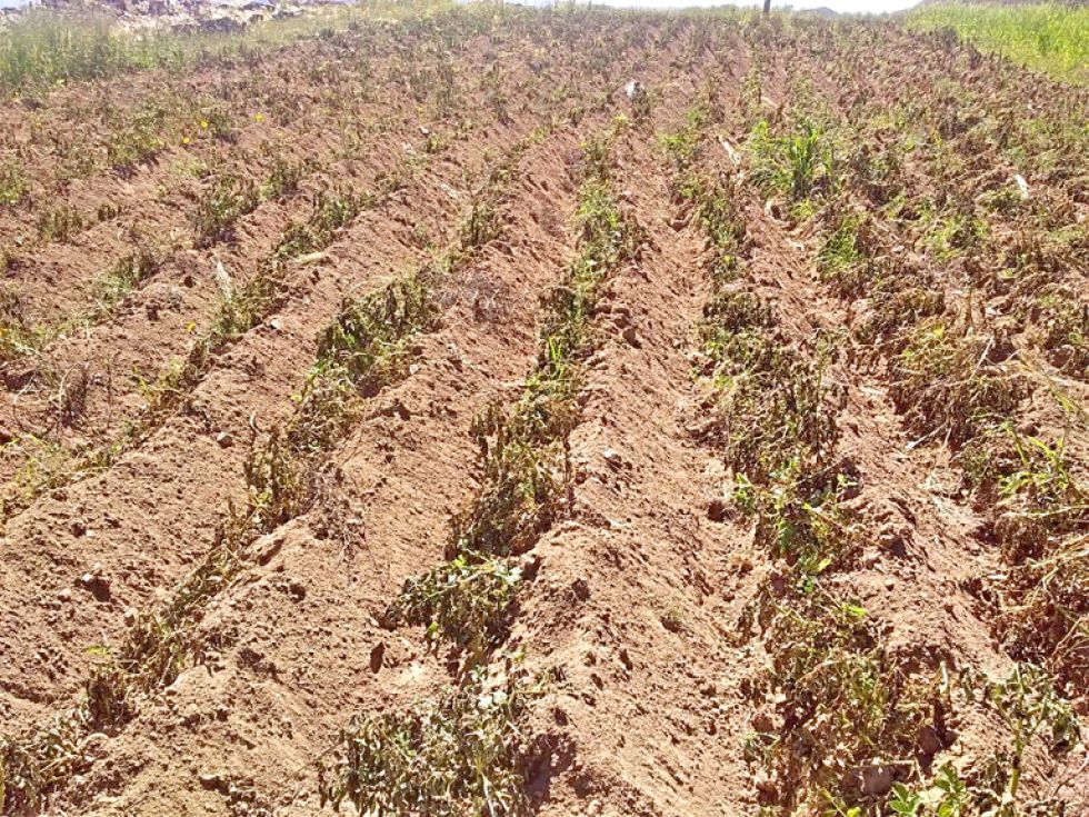 DESASTRE. Los cultivos en San Lucas estaban en la última fase de su producción.