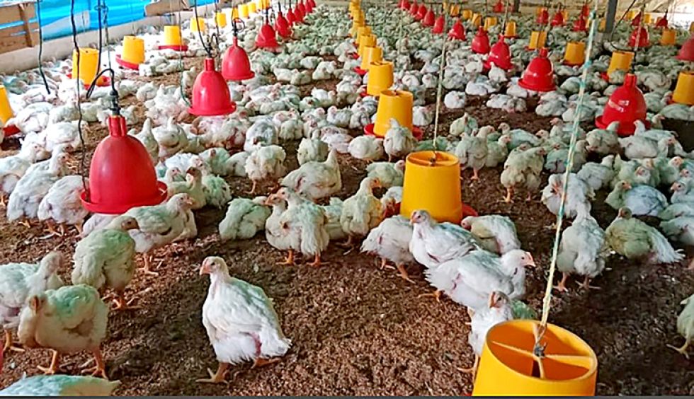 AVICULTURA. Chuquisaca Norte es una de las regiones con mayor vocación productiva de carne de pollo en el departamento.
