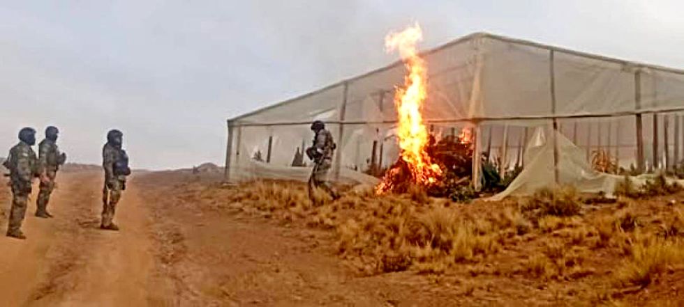 POTOSÍ. La Policía incineró varios viveros con plantaciones de marihuana en Llallagua.