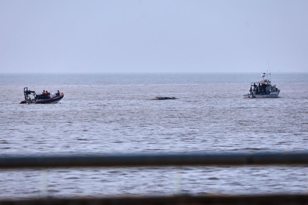 Integrantes de la Prefectura Naval retiran el cuerpo de una ballena sei, que yacía encallada en avanzado estado de descomposición este martes, en la costa de Buenos Aires.