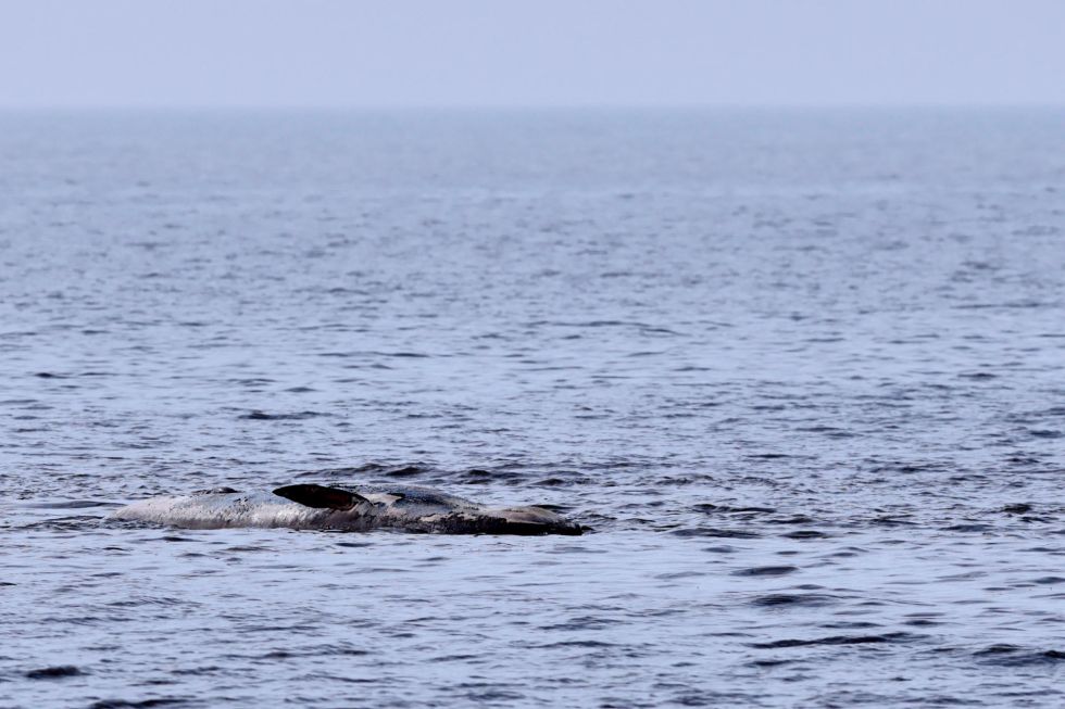 Fotografía del cuerpo de una ballena sei, que yacía encallada en avanzado estado de descomposición el 17 de julio pasado, en la costa de Buenos Aires (Argentina).