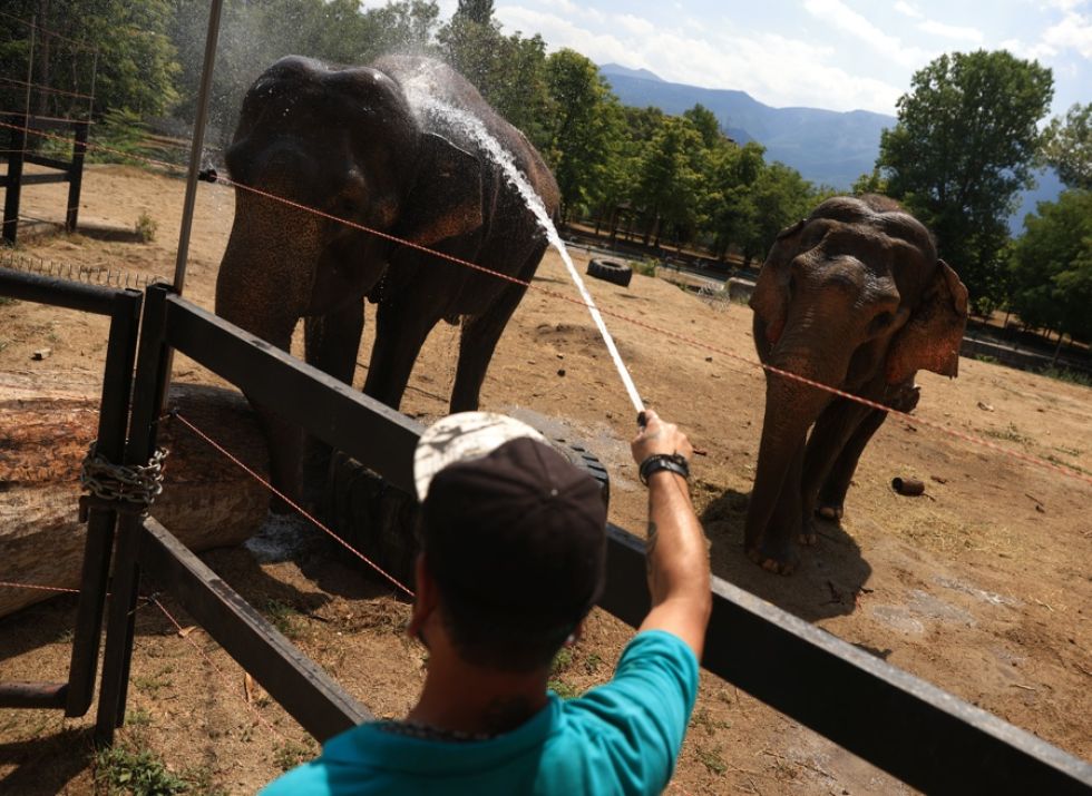 Un empleado refresca a los elefantes durante un día caluroso en el Zoológico de Sofía, en Bulgaria.