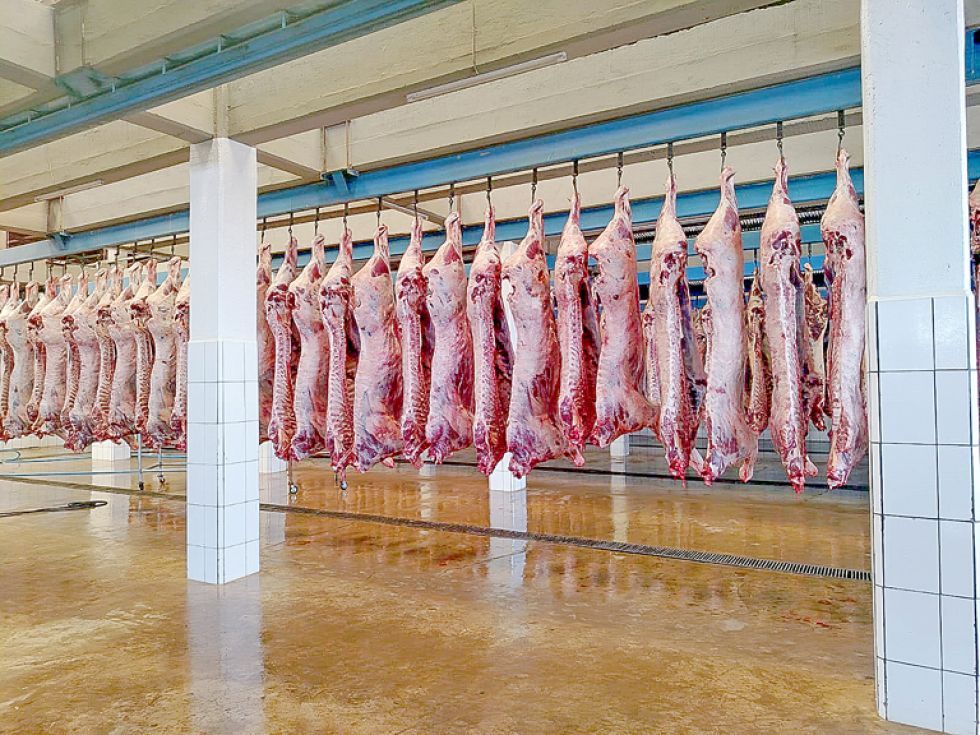 SUCRE. El faeneo de ganado vacuno en el matadero de la Cooperativa de Proveedores de Carne de Chuquisaca Ltda. (Coprocach).