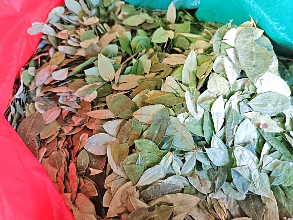 PRODUCTO. Un taque de hoja de coca que se ofrece en la zona del mercado Campesino.