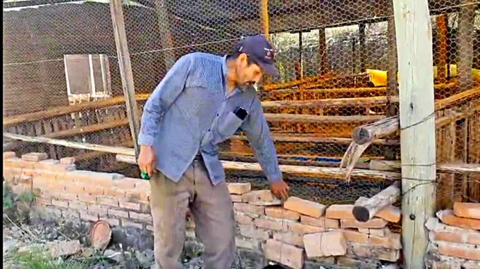 TRAGEDIA. El lugar por donde los perros ingresaron al establo.