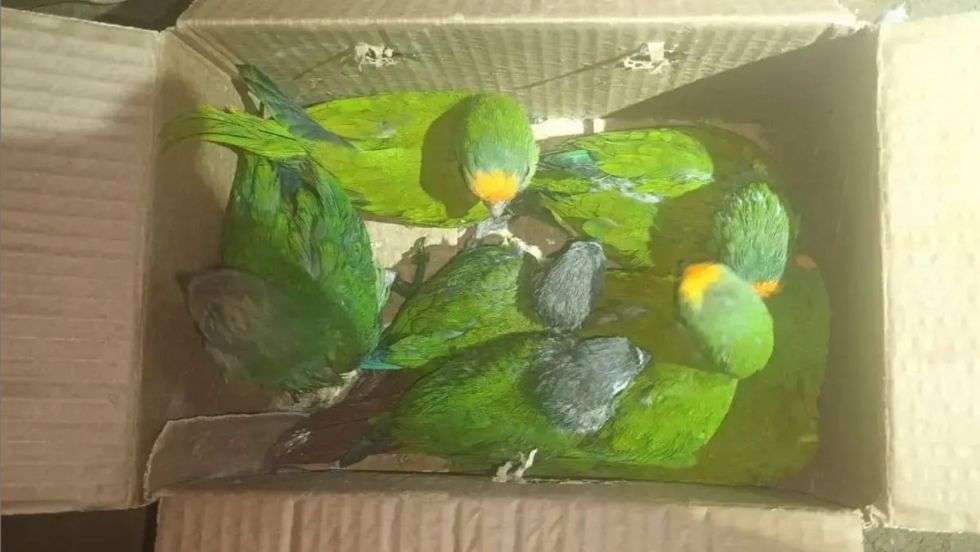 Los animales fueron hallados el pasado sábado en un operativo efectuado en la terminal de autobuses de Oruro.