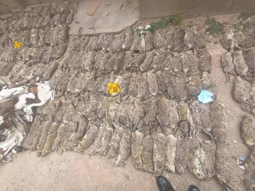 Las vizcachas encontradas dentro de una vivienda.