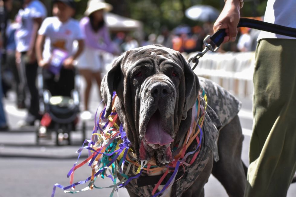 El Corso de Mascotas se celebró el domingo en Cochabamba. 