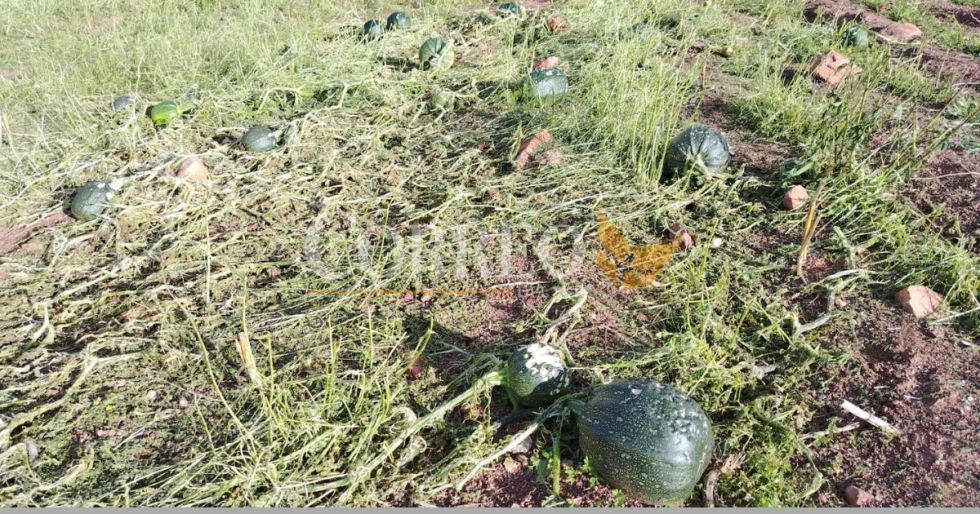 Granizada y vientos destruyen cultivos en Potolo.