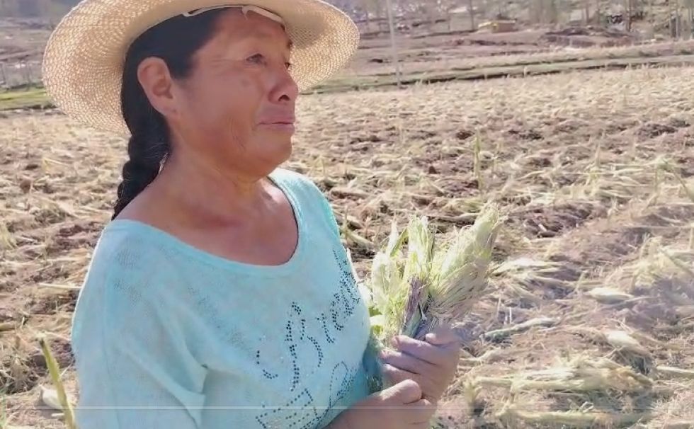 Granizada y vientos destruyen cultivos en Potolo.