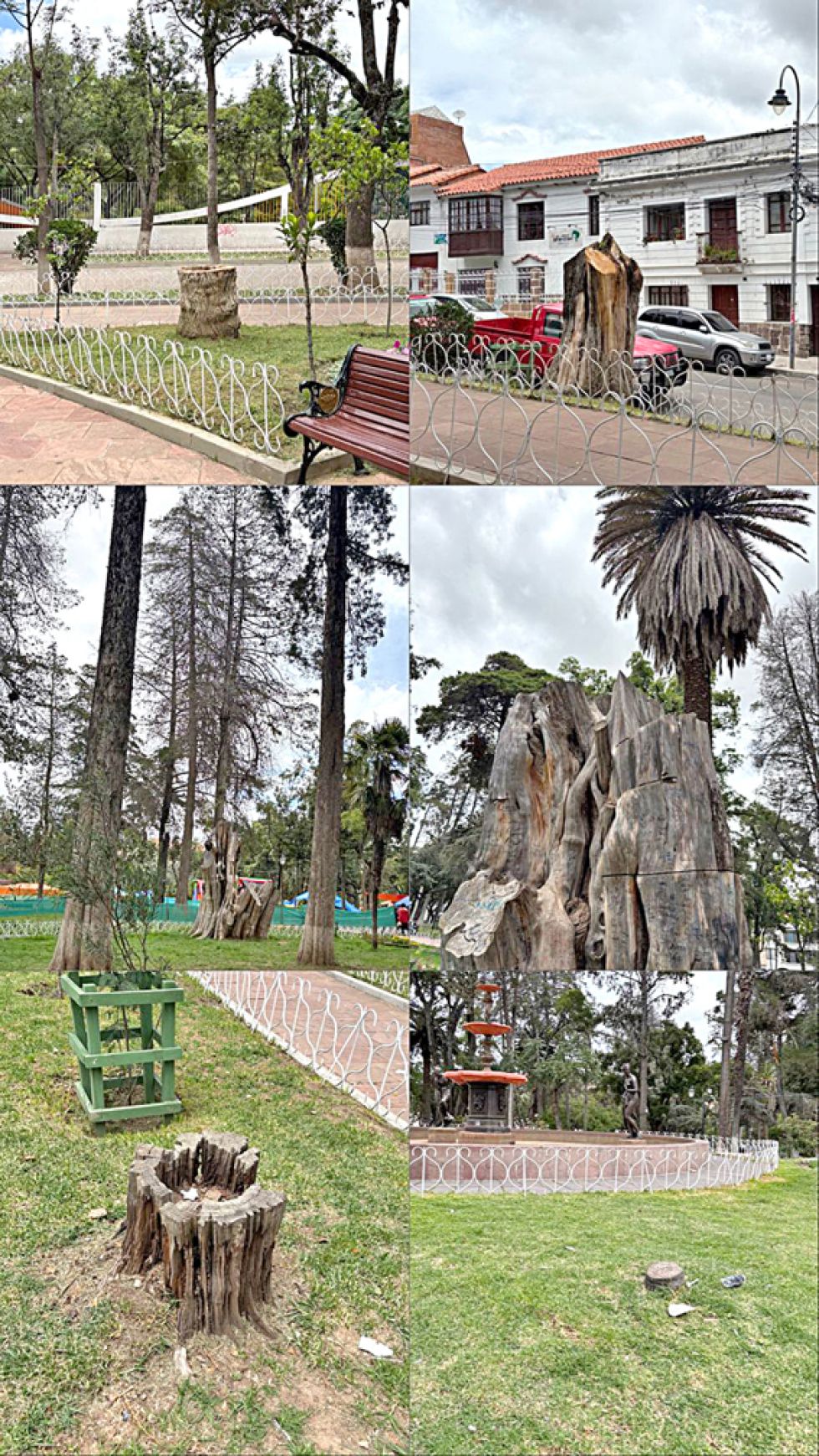 SITUACIÓN. Algunos de los árboles talados en el Parque Bolívar, uno de los sitios más visitados por los turistas y prácticamente el único pulmón urbano en Sucre.