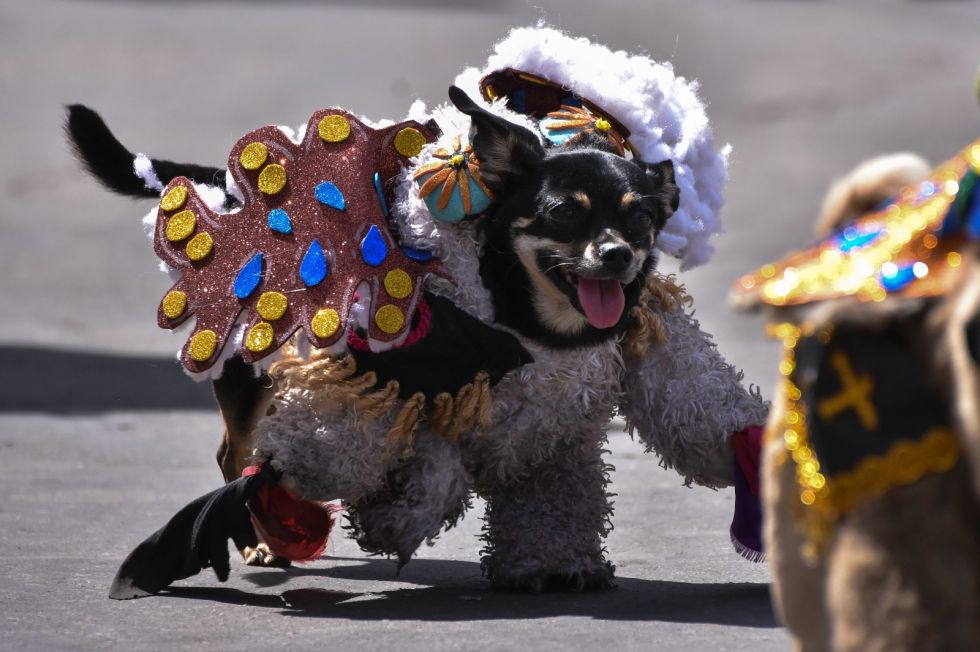 El Corso de Mascotas se celebró el domingo en Cochabamba. 