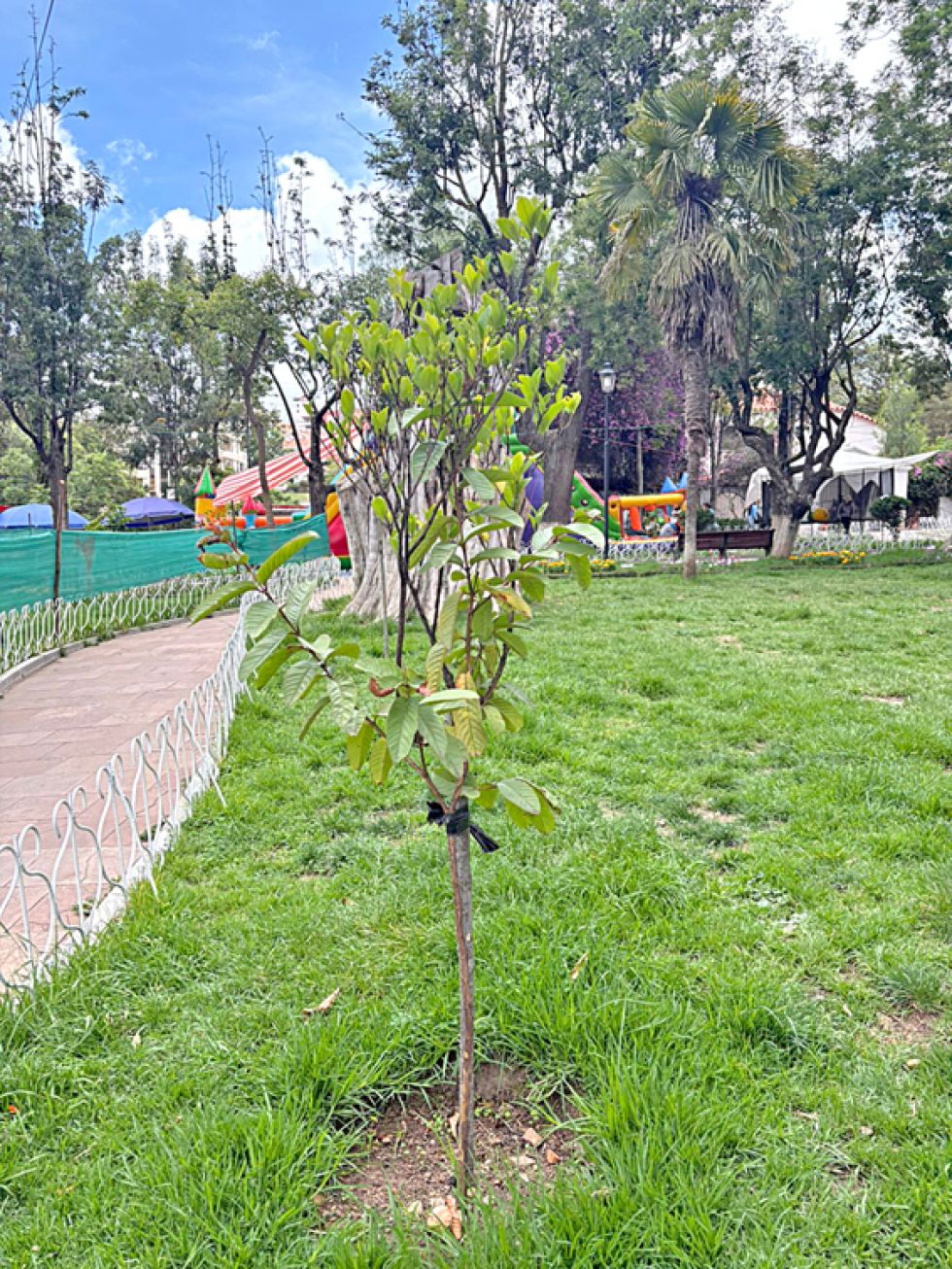 SITUACIÓN. Algunos de los árboles talados en el Parque Bolívar, uno de los sitios más visitados por los turistas y prácticamente el único pulmón urbano en Sucre.