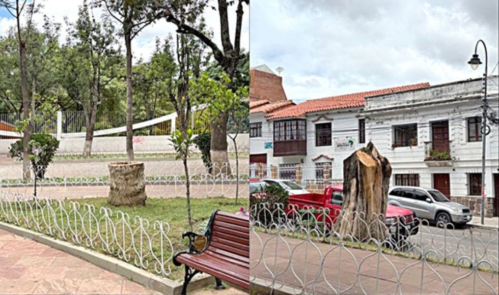 SITUACIÓN. Algunos de los árboles talados en el Parque Bolívar, uno de los sitios más visitados por los turistas y prácticamente el único pulmón urbano en Sucre.