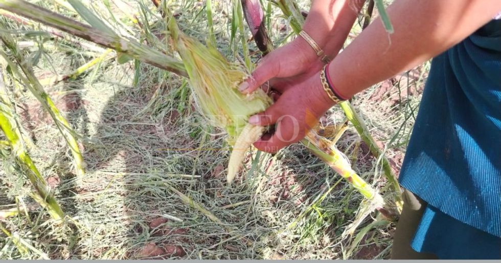 Granizada y vientos destruyen cultivos en Potolo.