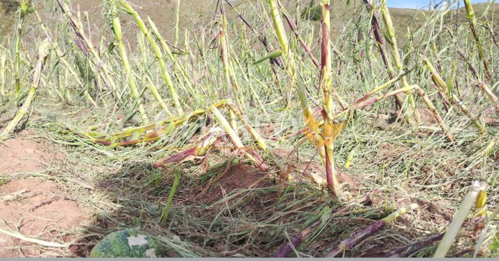 Granizada y vientos destruyen cultivos en Potolo.