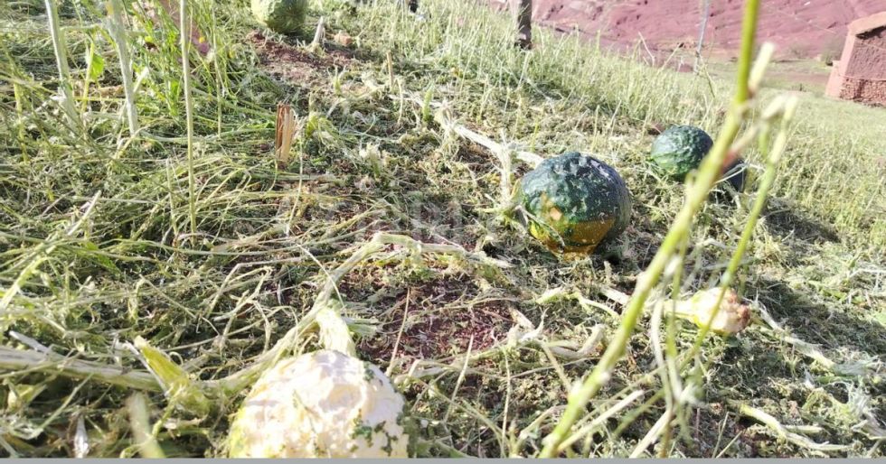 Granizada y vientos destruyen cultivos en Potolo.