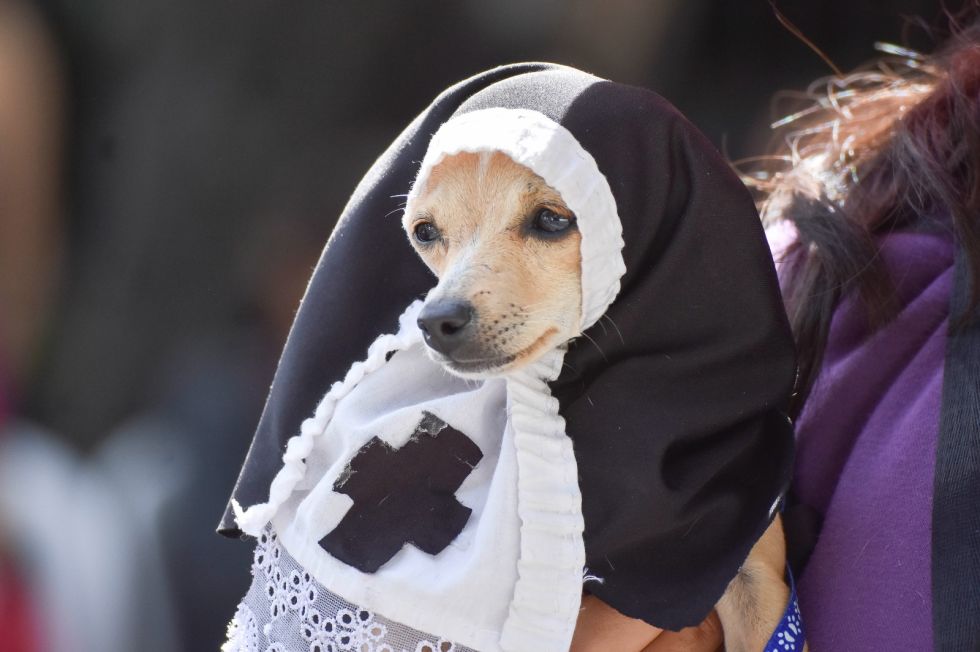 El Corso de Mascotas se celebró el domingo en Cochabamba. 