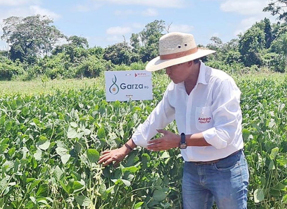 La Garza, la variedad boliviana que se presentará en la Exposoya de este fin de semana.